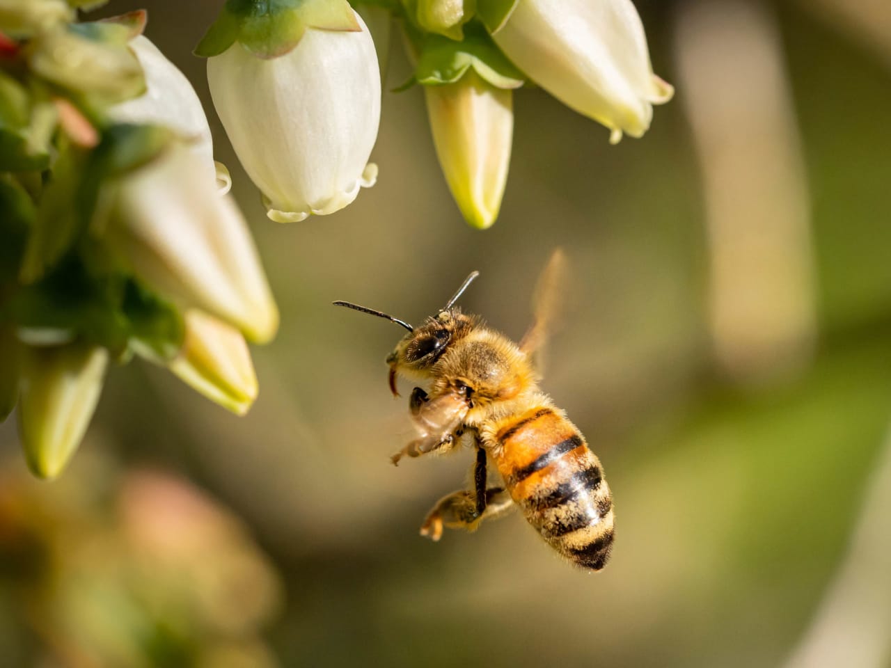 the-true-health-benefits-of-honey-panomnom